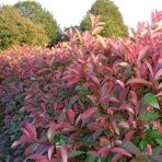 Červienka Fraserova (Photinia × fraseri) ´RED SELECT´ - výška 30-50 cm, kont. C2L